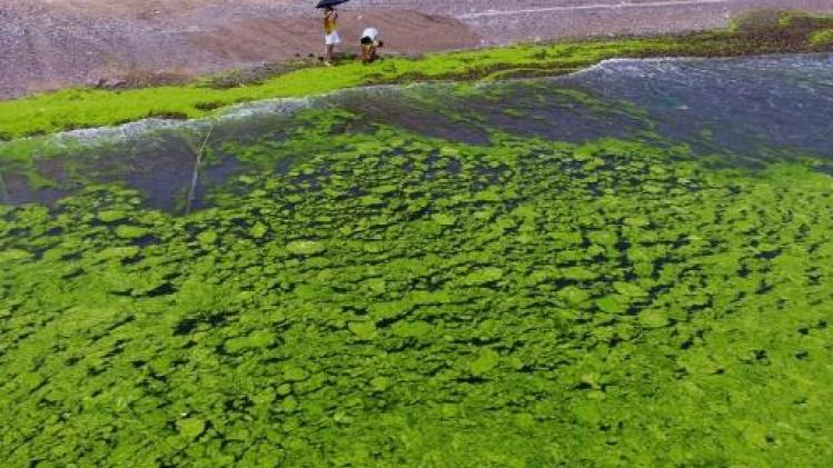 Onderzoeker UG en Plantentuin Meise ontrafelen oorsprong groene zeewieren