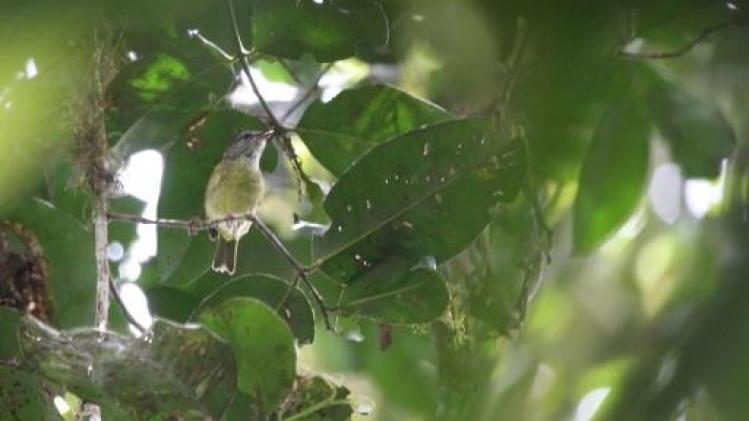 Belg ontdekt mee nieuwe vogelsoorten op Indonesisch eiland