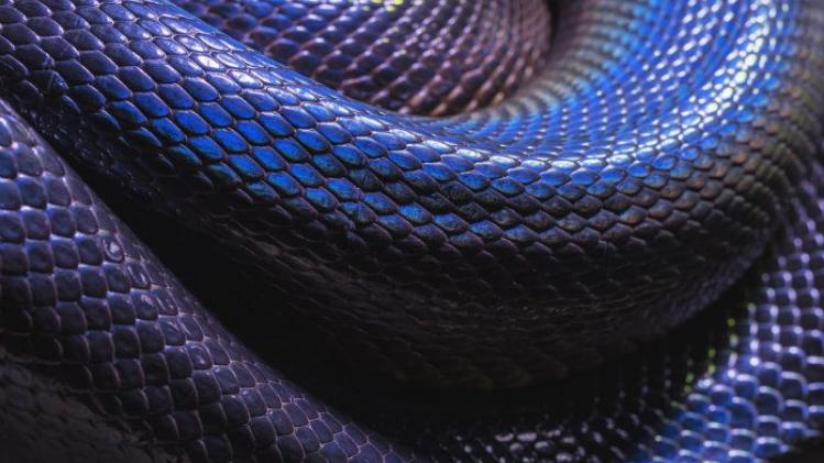 BIZAR. Jongen krijgt bijnaam 'menselijke slang' door huidaandoening