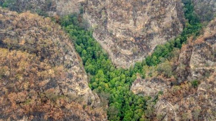 Prehistorische bomen in het geheim gered