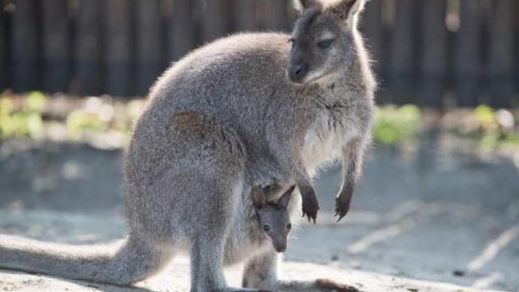 Gaia wil importverbod op kangoeroevlees