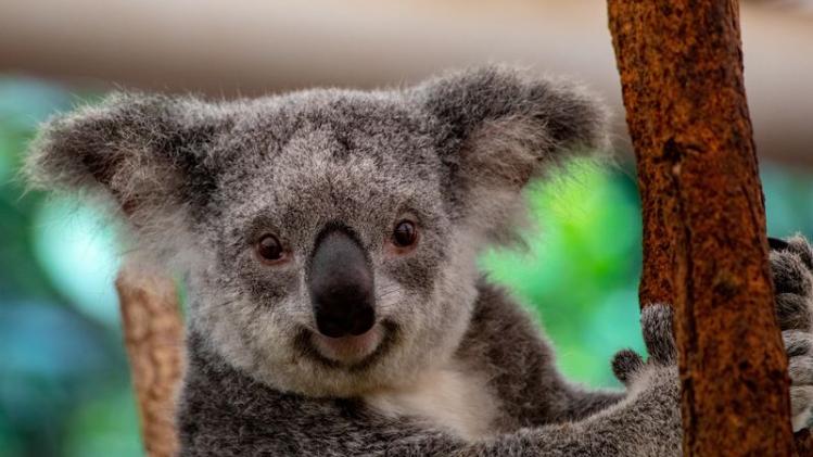 Met deze koalazeep steun je de Australische fauna