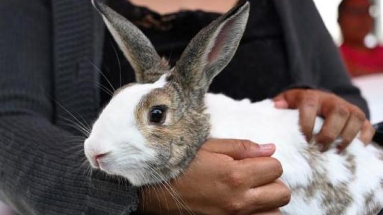 VLAM-campagne om konijn te eten krijgt tegenwind van dierenrechtenorganisaties
