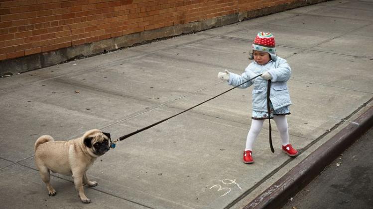 Dit is de juiste manier om met je hond te gaan wandelen