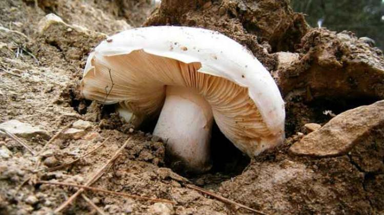 mushroom-207123_640