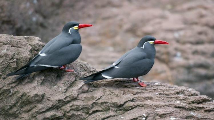 Exotische vogels ontsnapt uit Planckendael: "Vang ze niet zelf"