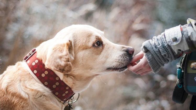 Labrador-Friendship-Dog-Nature-Snout-Trust-1861839