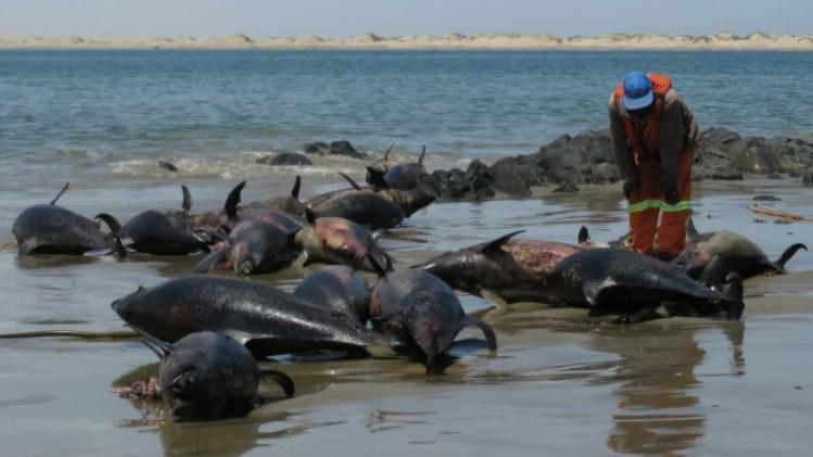 Namibië onderzoekt mysterieuze dood van 86 dolfijnen