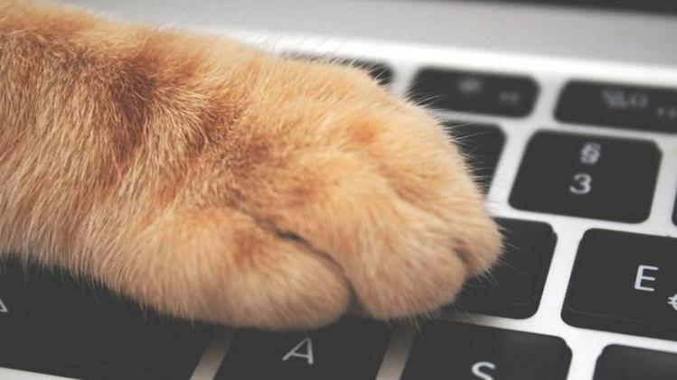 Hierom zit je kat graag op je toetsenbord