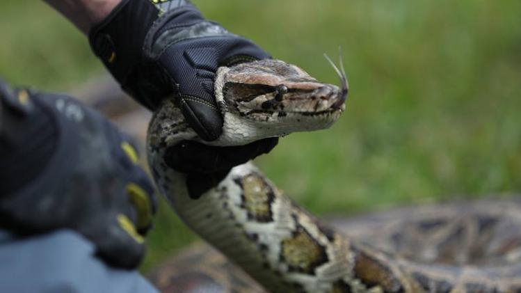 Hunters Gather In Florida Everglades To Capture Pythons In "Python Bowl"