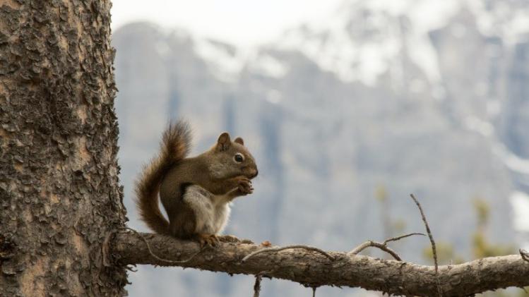 Deze Amerikaan maakt schattige picknicktafeltjes voor eekhoorns