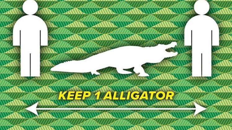 Tip uit Florida: hou altijd één alligator afstand