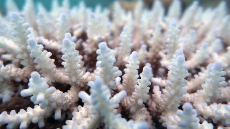 Great Barrier Reef loopt weer gigantisch veel schade op