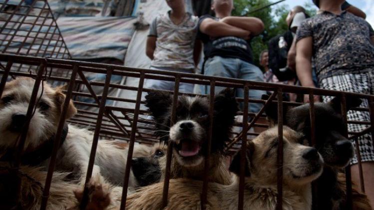 Mogen chinezen binnenkort geen hond meer eten?