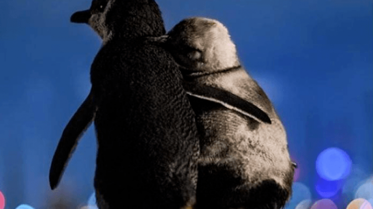Ontroerend: rouwende pinguïns knuffelen voor de skyline van Melbourne