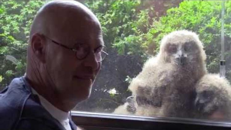 VIDEO. Bijzonder! Man ontdekt oehoe-familie in plantenbak