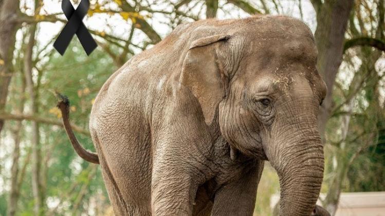 Planckendael rouwt om olifant Dumbo