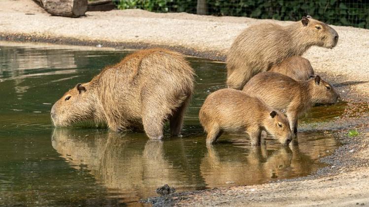 Capybara.jpg
