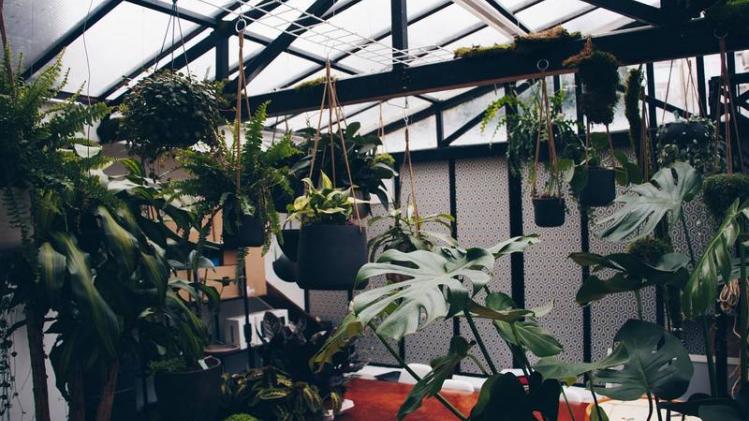 Deze Brusselse plantenwinkel verzorgt je zieke planten
