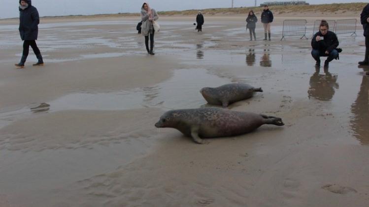 Meer zeehonden en 'vreemde gasten' in Belgische Noordzee