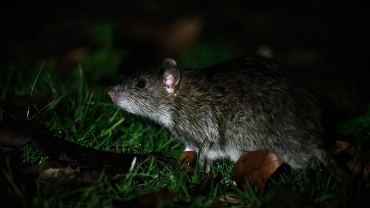 Een rat genoemd worden is vaak geen compliment voor een mens. Uit onderzoek blijkt echter dat het niet heel ver van de waarheid ligt. Ratten hebben dezelfde moraal als mensen.