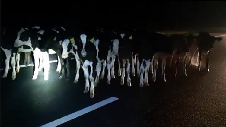 BIZAR. Koeien maakten nachtelijk uitstapje op Nederlandse snelweg (video)