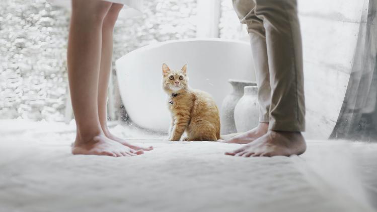 Op deze datingapp kan je andere kattenlovers leren kennen
