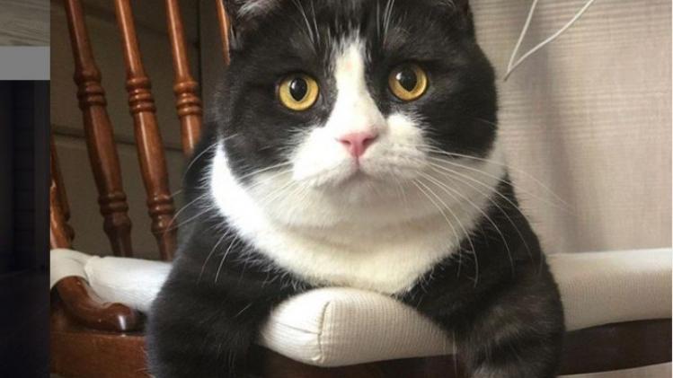 Deze kat met zéér korte pootjes wordt dé nieuwe instagram-ster