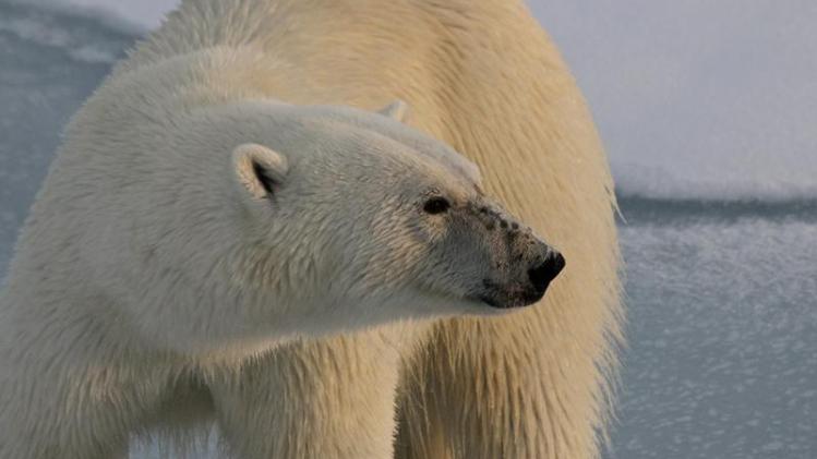 Man gedood door ijsbeer in op Noorse archipel Spitsbergen