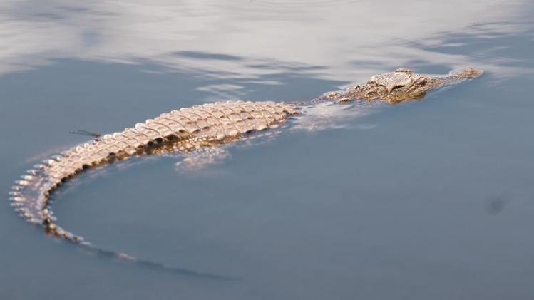 BIZAR. Krokodil-alarm in Duitse rivier