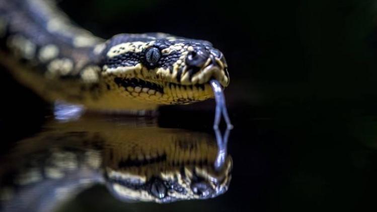BIZAR. Australiër ontdekt twee gigantische slangen in zijn huis (foto's)