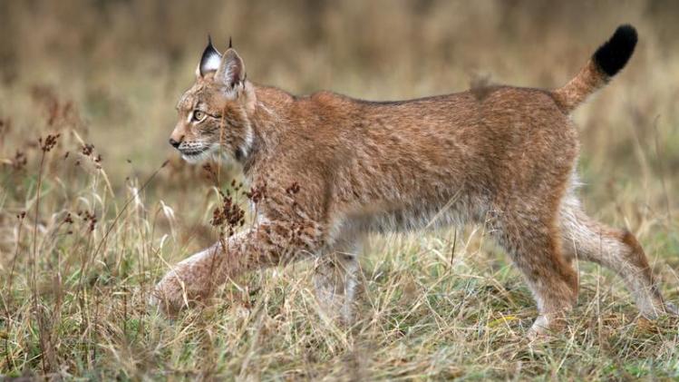 HOERA! Eerste "staalhard" bewijs van lynx in België