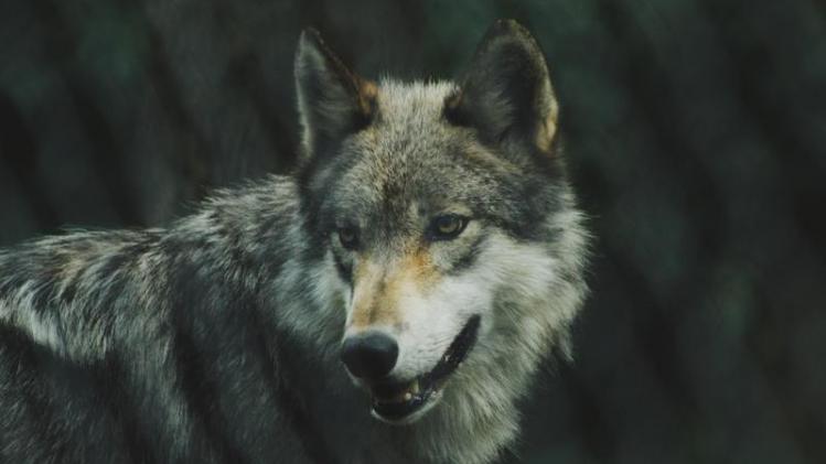 Jonge wolf doodgereden in Hechtel-Eksel