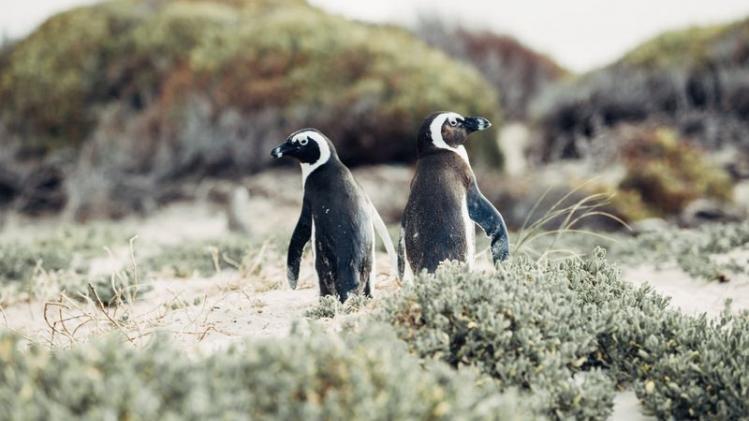 'Eenzaam' pinguïnkoppel steelt kuiken bij soortgenoten in zoo