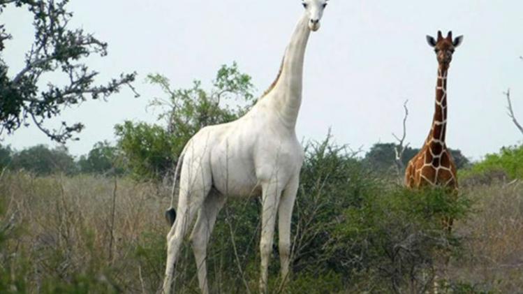 Enige nog levende witte giraf uitgerust met... gps