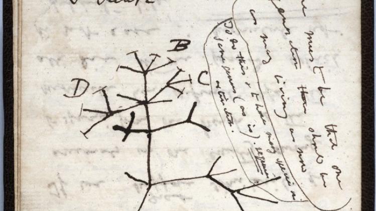 BIZAR. Notitieboekjes van Darwin al 20 jaar spoorloos: "We dachten dat ze in het verkeerde boekenrek stonden"