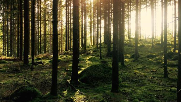 Europese bossen zouden dubbel zoveel CO2 kunnen absorberen