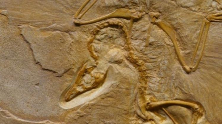 WOW. Overblijfselen van 'grootste' dinosaurus ooit gevonden