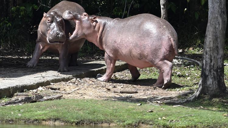 Wetenschappers willen nijlpaarden van Pablo Escobar afmaken: "Een tikkende tijdbom"