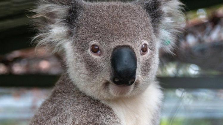 Triumph is de eerste koala met een prothese ter wereld (video)