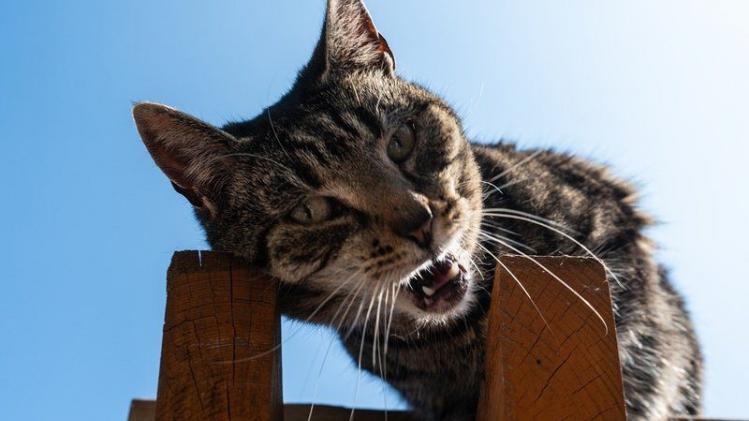 Waarom miauwen katten nu eigenlijk echt?