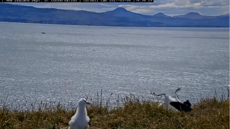 OEPS. Vogel gaat viraal met hilarische landing op livestream (video)