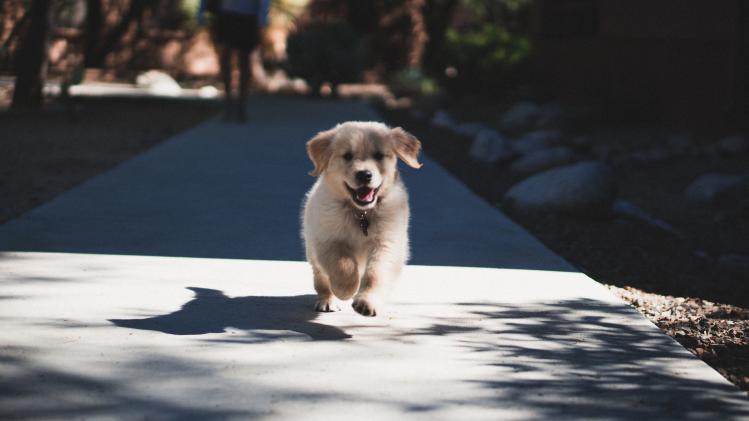 Droomjob alert: je kan nu betaald worden om naar puppyfoto's te kijken