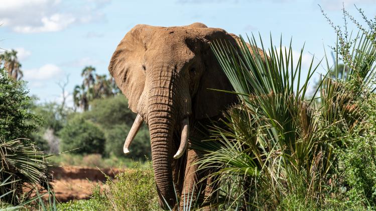 KARMA. Olifanten trappen stroper dood in Zuid-Afrika