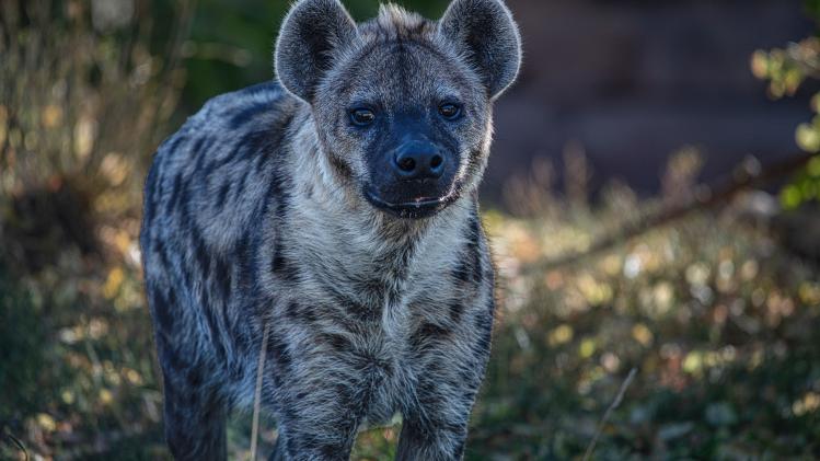 SCHATTIG! Twee gevlekte hyena's geboren in Beekse Bergen (video)