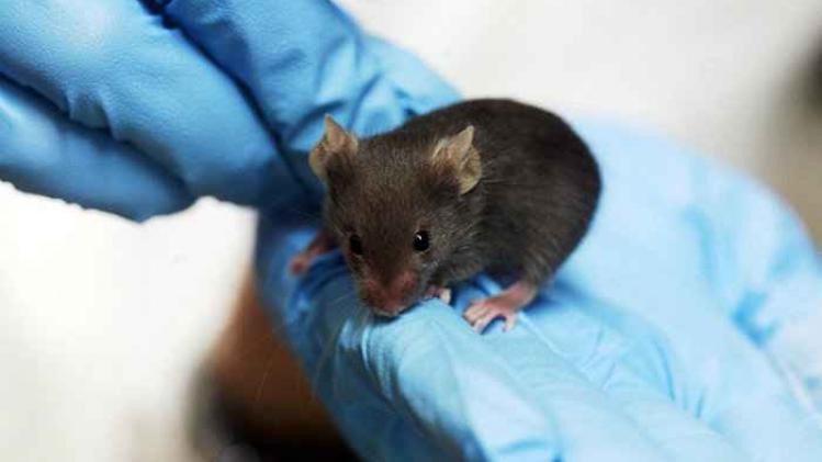 800px-Lab_mouse_mg_3213