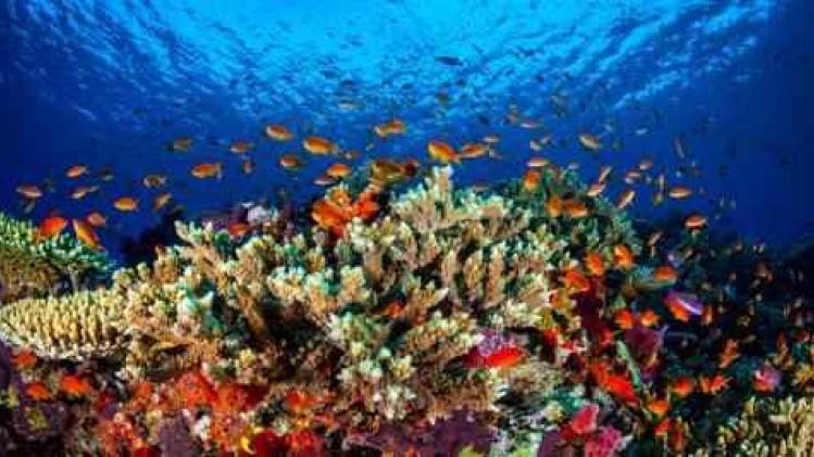 Australische wetenschappers dringen aan op maatregelen om Great Barrier Reef te redden
