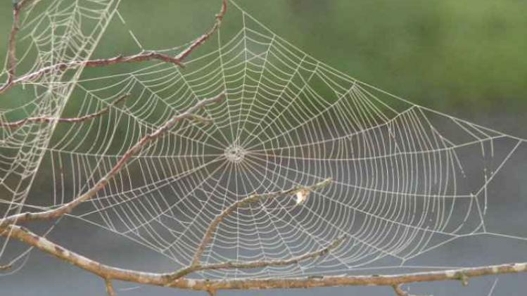 Spider_web_with_dew