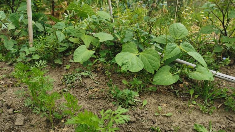 Wanneer begin je met zaaien in de moestuin?