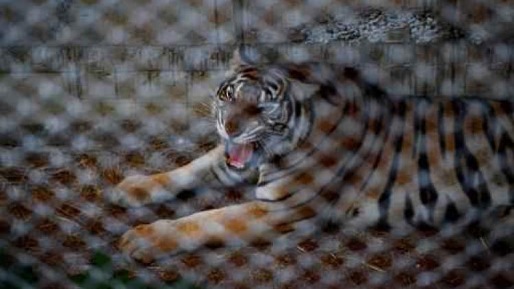 Veertig dode tijgerbaby's gevonden in omstreden boeddhistische tempel in Thailand